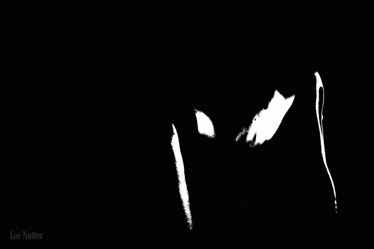 The Essence of Image: How Visual Representations Shape Our World