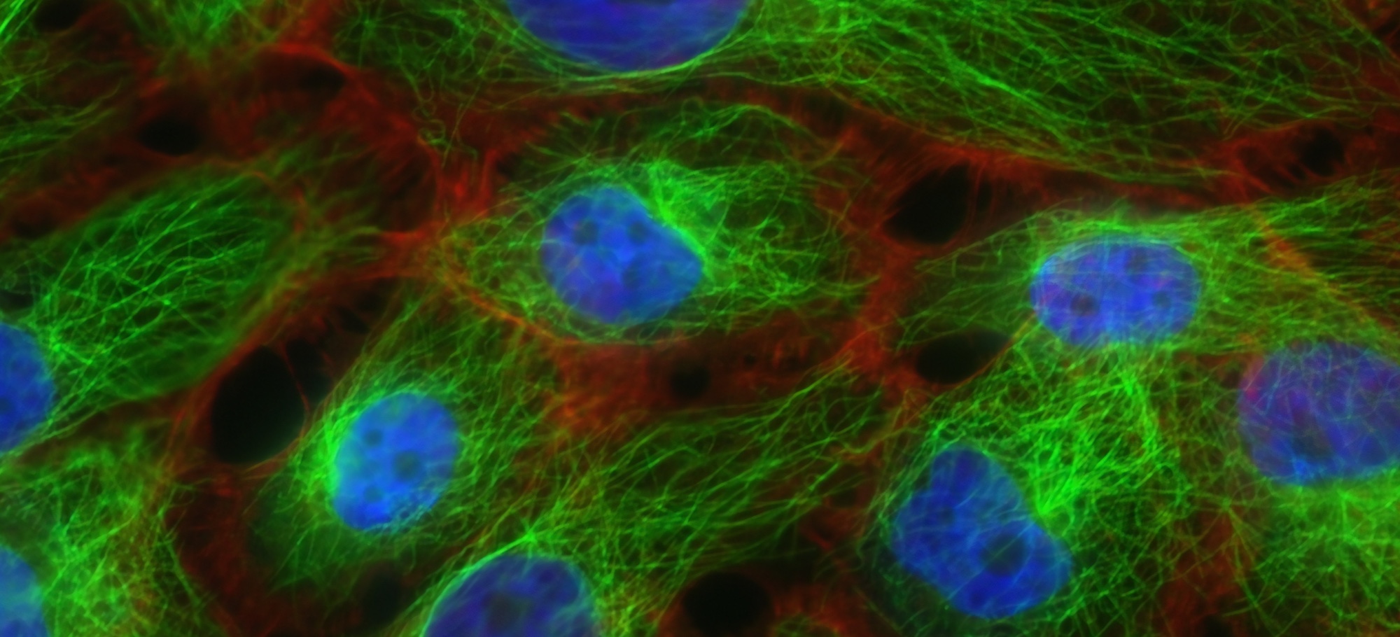 The Evolution and Purpose of Images: From Ancient Art to AI